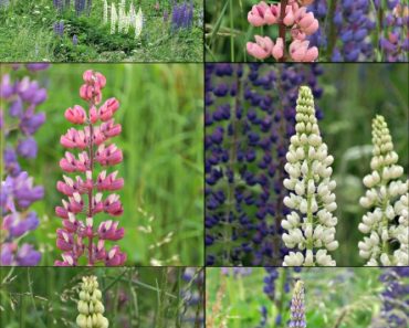 10 Tanaman Beracun Jauhkan dari Anak-anak