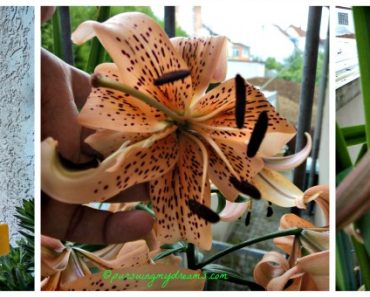 Bunga Lili dan Perawatannya