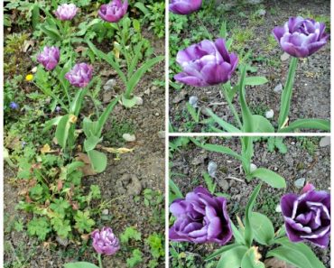 Akhirnya Lihat Tulip Ungu Cantiknya