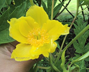 Cantiknya si Kuning Bunga Peoni Ludlowii