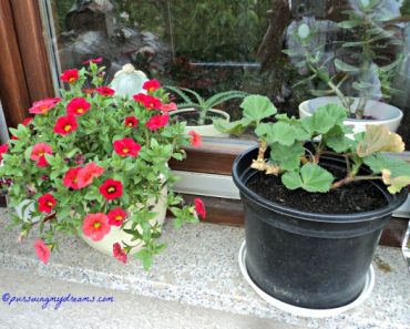 Petunia Mini dikasih Oma, sebelah kanan Geranium dari tahun lalu