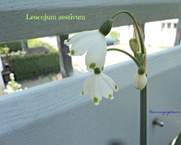 Loddon Lily Bunga Lonceng yang Unik