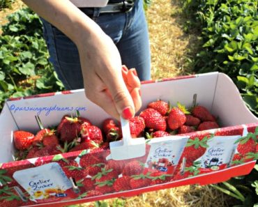 Beli Stroberi Petik Langsung dari Ladangnya