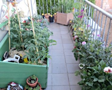 Update Kebun Sayuranku