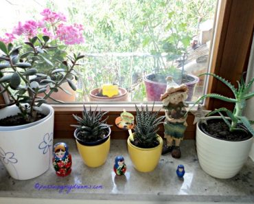 Tanaman dalam rumah, dijendela ruang tamu