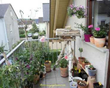 Bunga-bunga di Balkon belakang bulan Agustus ini