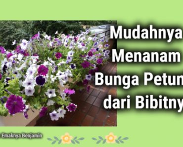 Menanam Bunga Petunia dari Bibitnya