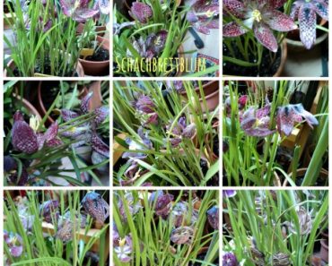 Edisi Bunga Musim Semi (Tamat)