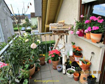 Indahnya Bunga-bunga di akhir Musim Panas