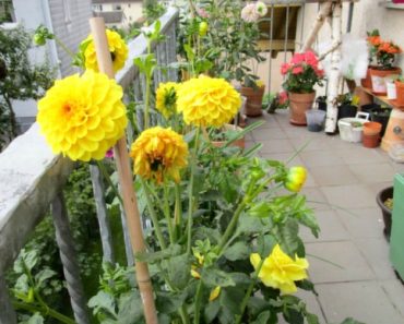 Bunga Dahlia Rame Mekar Begini Kebun di Balkon Rumah Akhir Musim Panas (Bagian 2)