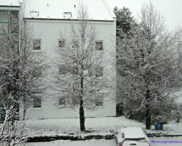 Nasib pohon besar ketika musim dingin