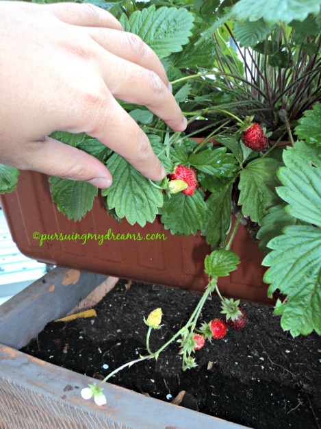 Ramee buah stroberiku