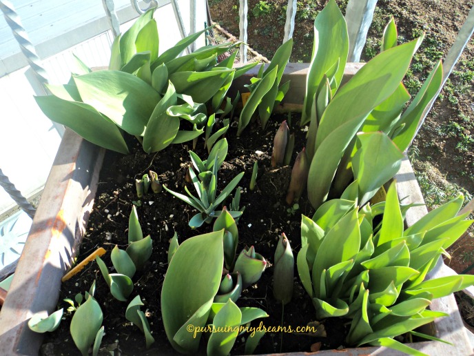 Curhat Berkebun 2015 – Goodbye Winter