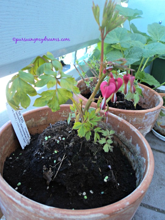 Curhat Berkebun 2015 – Mulai Berbunga