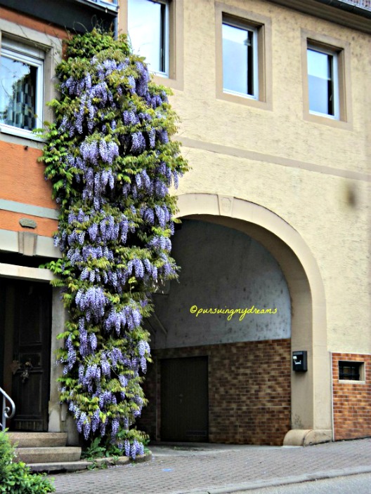 On The Way Wisteria Tree Blauregen