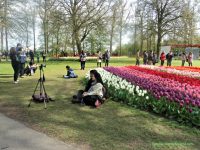 Mengunjungi Keukenhof Kebun Dapurnya Belanda