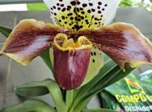 Waspadalah Terhadap Phishing