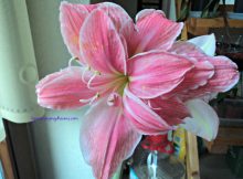 Sweet Nymph Amaryllis