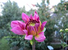 Dahlie Seerosenblüte Onesta