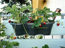 Kiri Strawberry Florence