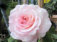 Curhat Berkebun Mawar Lily Hollyhock Lainnya yang Berbunga