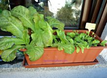 Curhat Berkebun 2015 – Tergila-gila Nanam Sayuran