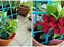 Mandevilla alias Dipladenia tanaman merambat yang cantik