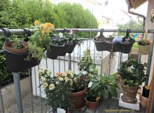 Curhat Berkebun 2015 – September Flowers