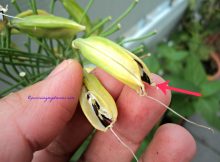 Biji bibit Bunga Agapanthus nya sudah terlihat