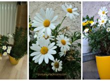 Bunga Krisan Bunganya Musim Gugur yang Indah