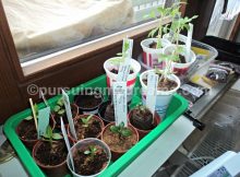 6 Tips Sukses Menyemai Bibit Benih Dalam Ruangan