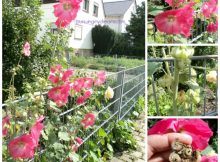 Bunga Hollyhock di taman orang