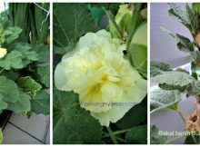 Bunga Hollyhock dan Perawatannya