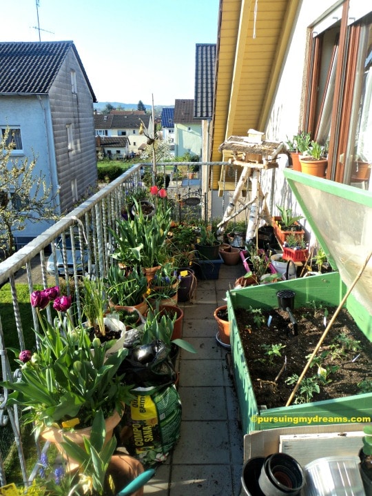 Musim Semi di Balkon Rumahku