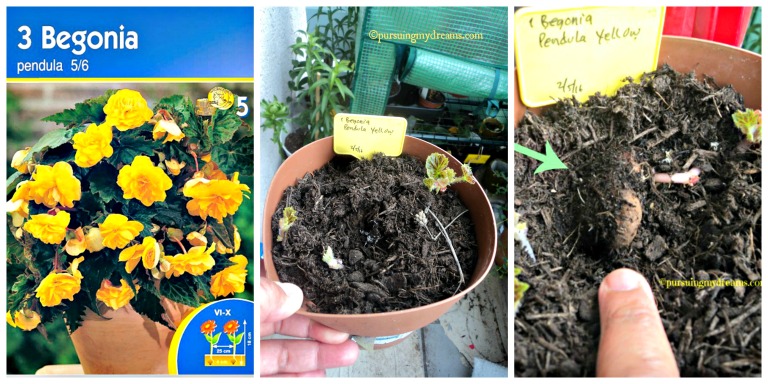 Bunga Begonia Tips Penanaman dan Perawatannya