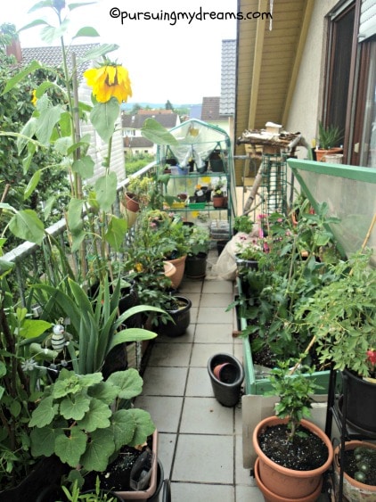 Kebun di balkon rumah