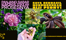 Pengalaman Sukses Menanam Peoni dari Bijinya
