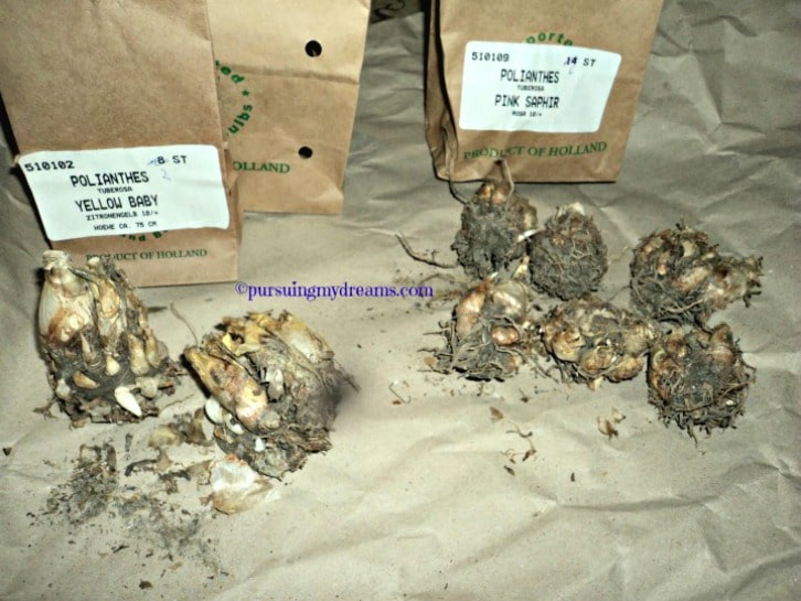 Bunga Sedap Malam Penanaman dan Perawatannya