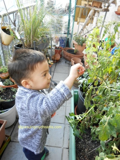 Cerita Musim Gugur 2016 – Benjamin Panen Tomat