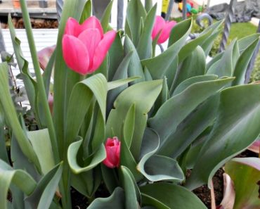 Cantiknya Tulip Pink Ada yang Pernah Nanam di Indonesia?