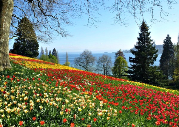 Impianku Mengunjungi Blumen Insel Mainau