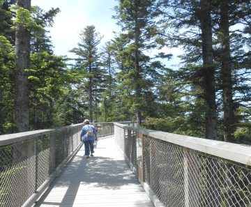 Uniknya Treetop Walk Melihat Hutan dari Ketinggian