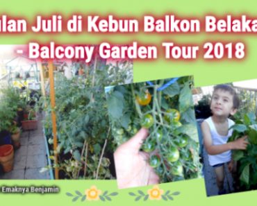 Asyiknya Bulan Juli di Kebun Balkon Belakang