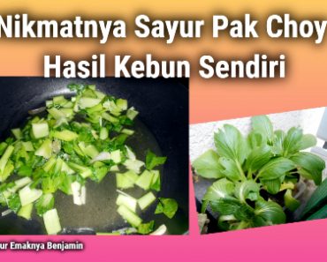 Nikmatnya Sayur Pak Choy Hasil Kebun Sendiri