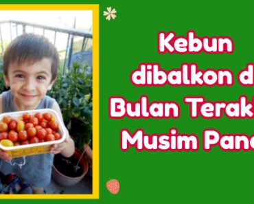 Kebun dibalkon di Bulan Terakhir Musim Panas