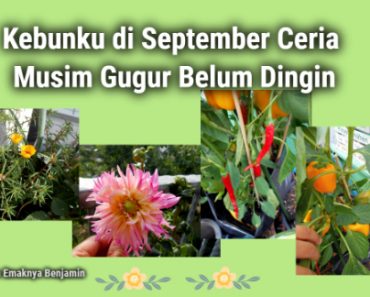 Kebunku di September Ceria Musim Gugur Belum Dingin