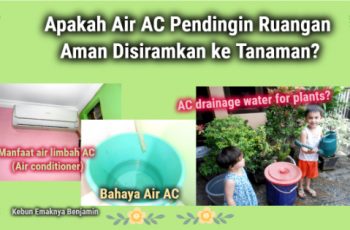 Apakah Air AC Air Conditioner Aman Disiramkan ke Tanaman?