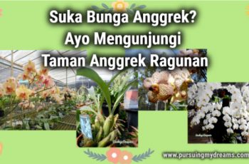 Suka Bunga Anggrek Ayo Mengunjungi Taman Anggrek Ragunan