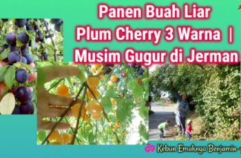Panen Buah Liar Plum Cherry 3 Warna | Musim Gugur di Jerman