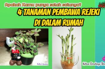 4 Tanaman Pembawa Rejeki Di dalam Rumah
